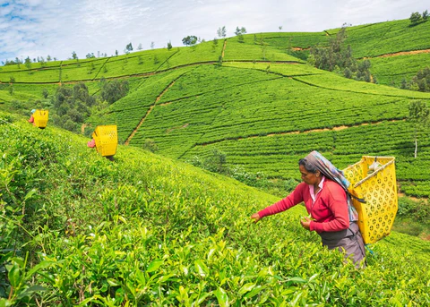 15979547-female-worker-at-tea-plantation-nuwara-eliya-sri-lanka_large